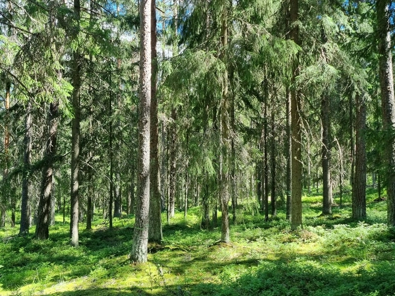 Aurinkoinen kuusimetsä Kangasalla